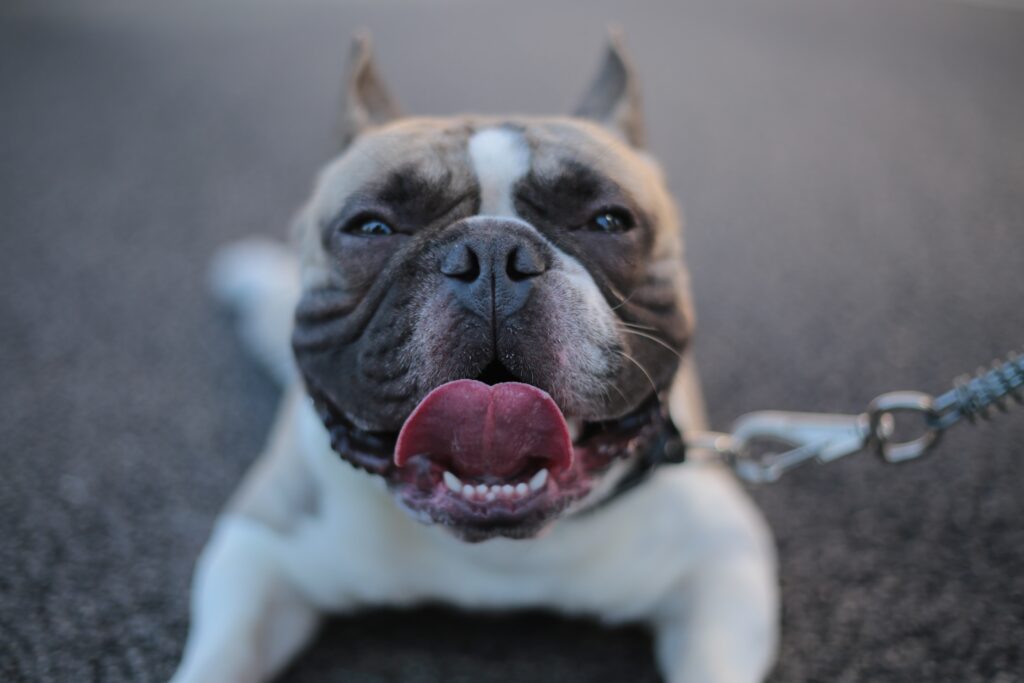 an adorable dog with their tongue hanging out